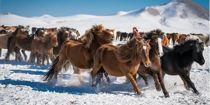 “Дэлхийн адууны өдөр”-ийг угтан Адуу эмчилгээний төв байгуулна